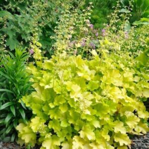 The Heuchera 'Lime Marmalade' Coral Bells in a 6" pot showcases yellow-green foliage with slender flower stalks, adding vibrancy to any garden.