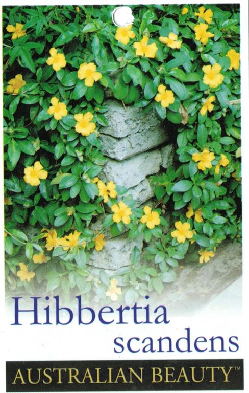 Hibbertia 'Snake Vine' 6″ Pot