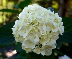 A close-up of the Hydrangea 'Bridal Bouquet' 8" Pot displays a cluster of white hydrangea flowers, their delicate petals highlighted by lush green leaves in the background.