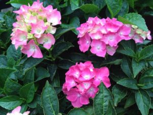 In a 6" pot, the Hydrangea macrophylla 'Piamina' features blooms in pink and white, surrounded by lush green leaves.