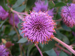 Close-up of an Isopogon 'Pink Coneflower' in a 6" pot, showcasing its purple flower with spiky petals and orange tips, amid lush green leaves.