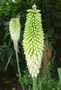 The Kniphofia 'Ice Queen' in its 6" pot showcases elongated, cone-shaped green flower spikes, gracefully set against lush foliage.