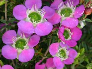 Leptospermum 'Rhiannon' Tea Tree features bright pink flowers with green centers and white filaments, nestled in vibrant green foliage. Presented in a 6" pot, it adds elegance to any space.