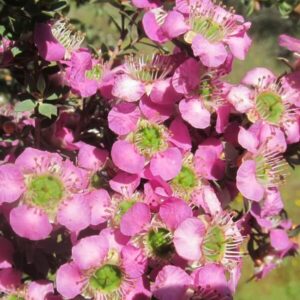 Close-up of vibrant pink flowers with green centers on a Leptospermum 'Seclusions' Tea Tree in a 10" pot.