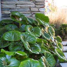 Ligularia 'Tractor Seat' 8" Pot