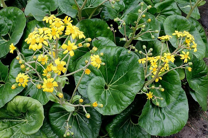 Ligularia 'Tractor Seat' 8" Pot