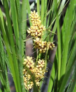 A close-up of yellow star-shaped flowers with spiky stems, nestled in a Lomandra 'Verday™' 6" Pot. These vibrant blooms are surrounded by long, narrow green leaves, flourishing beautifully.