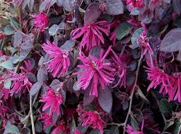 Loropetalum 'Bobz Purple' 6" Pot