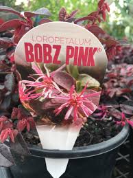 Loropetalum 'Bobz Pink'