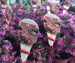 Loropetalum 'Bobz Pink'