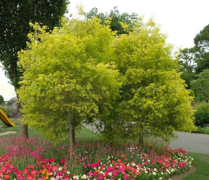 Melaleuca 'Revolution Gold' Myrtle
