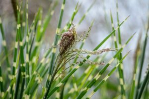 Close-up of green ornamental Miscanthus 'Zebra Grass' in a 6" pot, featuring striped leaves and wispy seed heads against a blurred background.