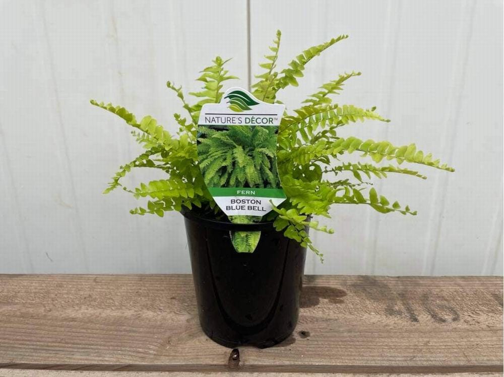 Nephrolepis 'Blue Bell' Boston Fern