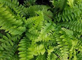 Close-up of lush Nephrolepis 'Blue Bell' leaves overlapping, filling the frame like a vibrant Boston Fern in a 6" pot.