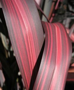 Close-up of Phormium 'Dazzler' Flax's red and green striped leaves with a curved shape, highlighting their texture and color, beautifully showcased in a 6" pot.
