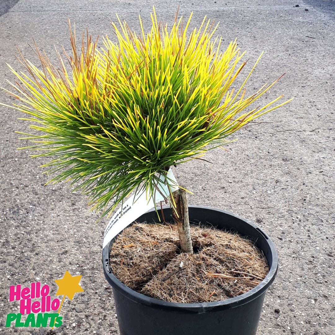 Pinus 'Amber Gold'