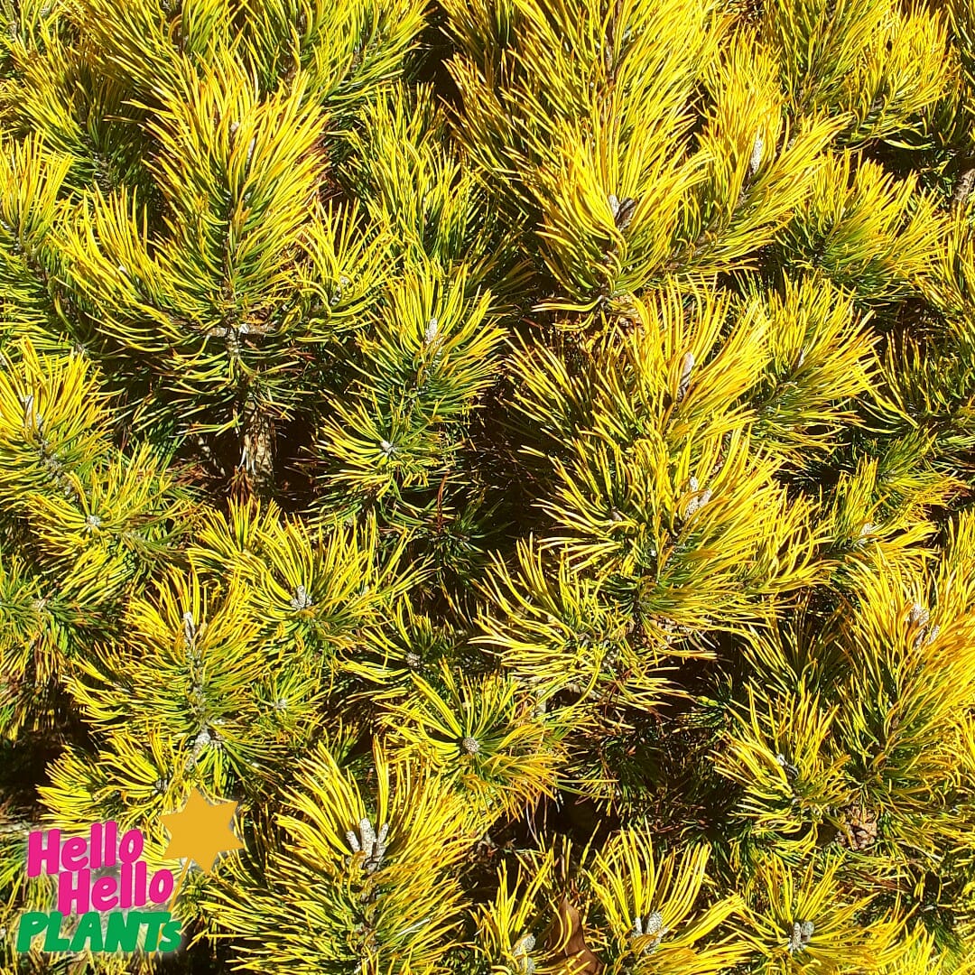 Pinus 'Amber Gold'