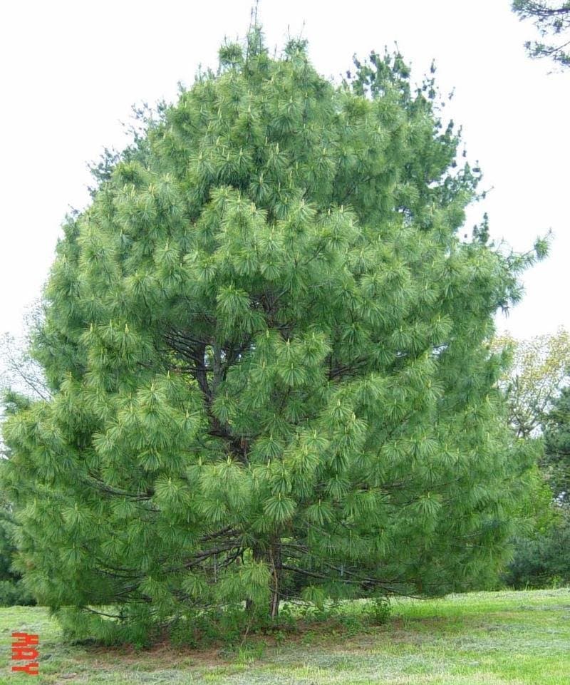 Pinus 'Bhutan Pine'