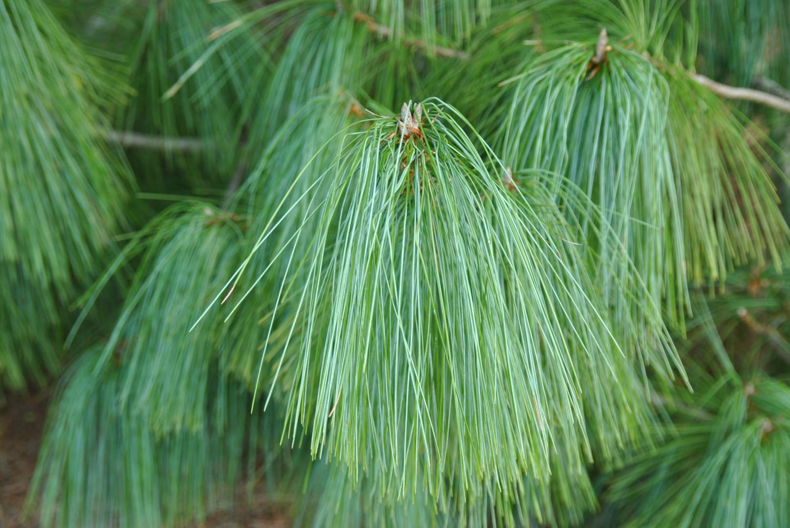 Pinus 'Bhutan Pine'