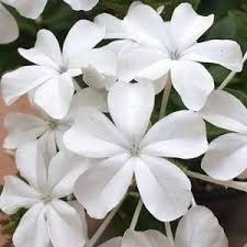 Close-up of delicate flowers with overlapping petals from the Plumbago 'Snow Cape' 6" Pot, set against vibrant green leaves.