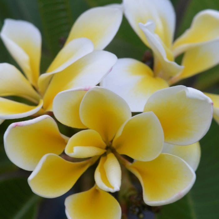Plumeria 'Bali Whirl' Frangipani 8'' Pot