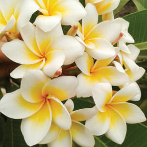 Close-up of a Plumeria 'Bali Whirl' Frangipani in an 8'' pot, featuring pristine white blossoms with vibrant yellow centers and lush green leaves in the background.