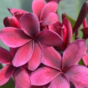 Close-up of vibrant dark pink plumeria 'Blackjack' frangipani flowers, with overlapping petals and visible veins, thriving beautifully in an 8" pot against a blurred green background.