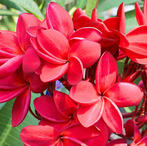 The Plumeria 'Darwin Blood' Frangipani in an 8" pot showcases vibrant red flowers with glossy petals, elegantly framed by lush green leaves.