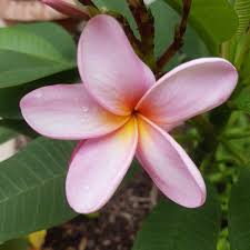 A close-up of Plumeria 'Darwin Blues' Frangipani in an 8" pot showcases its five pink petals with a yellow gradient at the center, set against green leaves in the background.