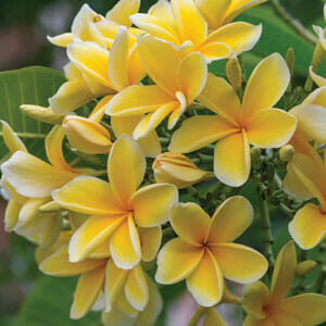 The Plumeria 'Darwin Yellow' Frangipani, available in an 8" pot, features striking yellow flowers with white-edged petals blooming amidst lush green leaves.