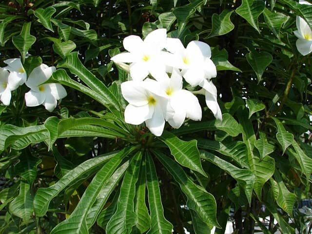 Plumeria 'Everlasting Love' Frangipani 8'' Pot