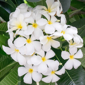 The Plumeria 'Everlasting Love' Frangipani in an 8'' pot features a cluster of white flowers with yellow centers, surrounded by lush green leaves.