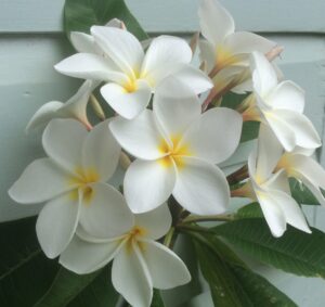 A cluster of Plumeria 'Snow Queen' Frangipani flowers with vibrant yellow centers pops against a light green background, surrounded by large green leaves.