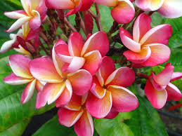 Plumeria 'Hot Pink' Frangipani 8" Pot