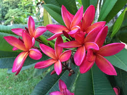 A vibrant cluster of Plumeria 'Hot Pink' Frangipani blooms with orange accents is framed by lush green leaves.