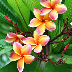 The Plumeria 'Tricolour' Frangipani in an 8" pot showcases pink and orange blooms that gracefully stand out against lush green leaves.