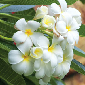 Close-up of Plumeria 'Singapore White' Frangipani flowers with yellow centers, encircled by vibrant green leaves in an 8" pot.