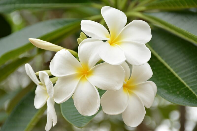 Plumeria 'Singapore White' Frangipani 8" Pot