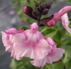 A close-up of the Salvia 'Angel Wings' in a 6" pot, showcasing pink flowers with dark stems and buds against a blurred background.