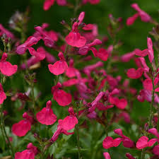 Salvia Mirage™ 'Hot Pink' 6" Pot