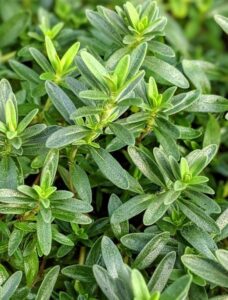 Close-up of green thyme leaves with a slightly fuzzy texture from the Savory 'Lemon' 3" Pot, exuding a hint of aroma.