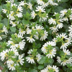 The Scaevola 'White' Fan Flower in a 6" pot features dense clusters of small white fringed flowers and lush green leaves.