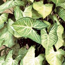 Close-up of Syngonium 'White Butterfly' leaves, showcasing unique white and light green patterns, beautifully arranged in a 6" pot.