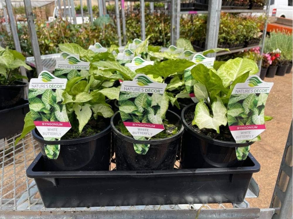 Syngonium 'White Butterfly' 6" Pot