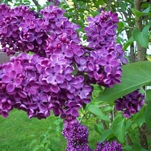 A cluster of vibrant Syringa 'Missimo' Lilac flowers, sold in 12" pots, blooms with green leaves against a blurred garden background.