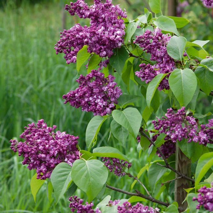 Syringa 'Mrs Edward Harding' Lilac 12" Pot