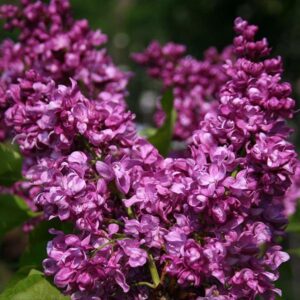 A close-up of vibrant Syringa 'Mrs Edward Harding' lilac flowers in a 12" pot, showcasing their deep purple color and lush green leaves in the background.