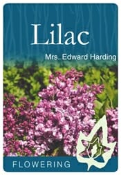 Syringa 'Mrs Edward Harding' Lilac 12" Pot