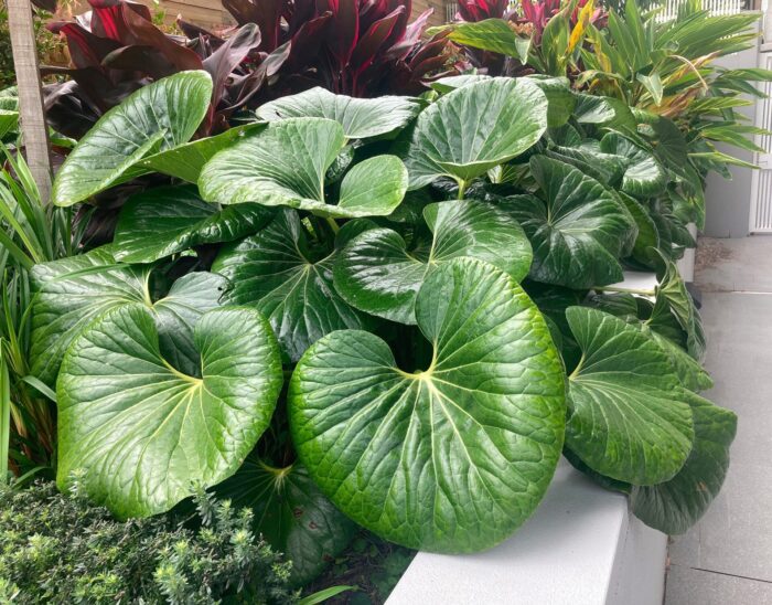 Ligularia 'Tractor Seat' 8" Pot features large, glossy green leaves that grow densely in the container, perfect for adding lush foliage along a concrete border or among other vibrant plants.