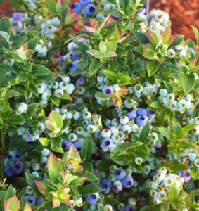 The Vaccinium 'Jelly Bean™' Blueberry 6" Pot showcases clusters of ripe and unripe berries nestled among green leaves, lightly tinged with red.